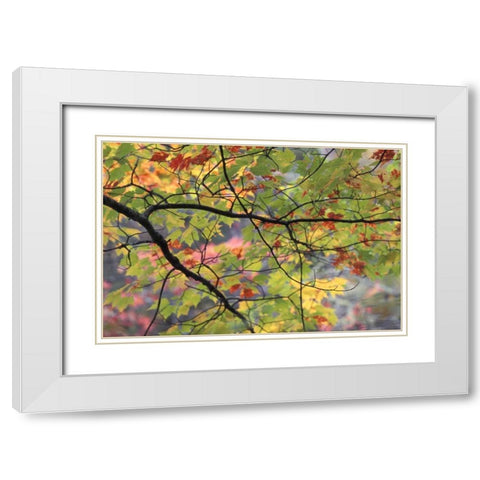 USA, Northeast, Branch of fall foliage White Modern Wood Framed Art Print with Double Matting by Rotenberg, Nancy
