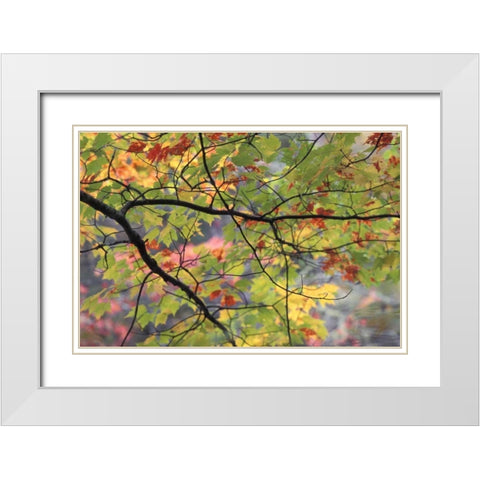 USA, Northeast, Branch of fall foliage White Modern Wood Framed Art Print with Double Matting by Rotenberg, Nancy