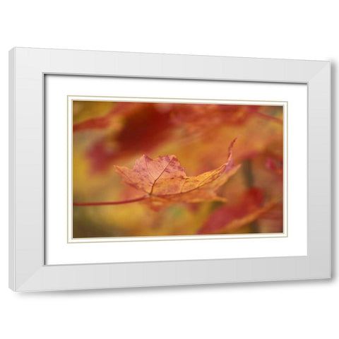 USA, Northeast, Red Maple Leaf in Fall White Modern Wood Framed Art Print with Double Matting by Rotenberg, Nancy