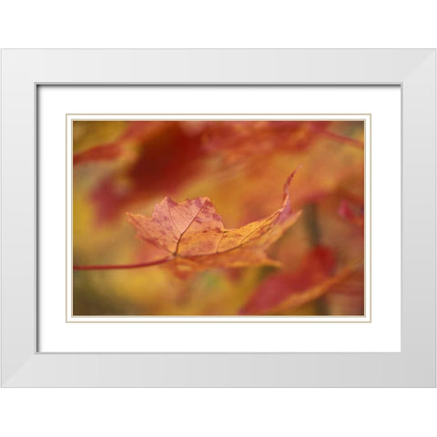 USA, Northeast, Red Maple Leaf in Fall White Modern Wood Framed Art Print with Double Matting by Rotenberg, Nancy