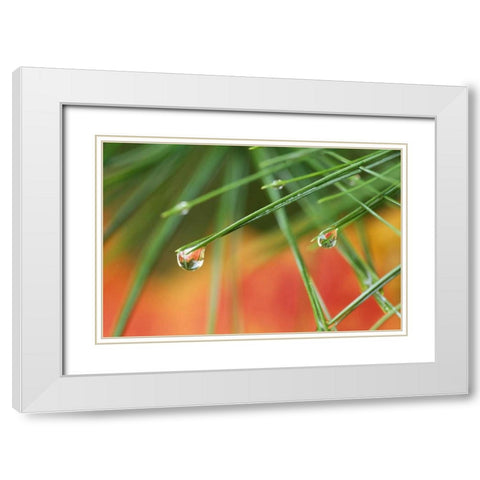 Northeast, Pine tree needles with waterdrop White Modern Wood Framed Art Print with Double Matting by Rotenberg, Nancy