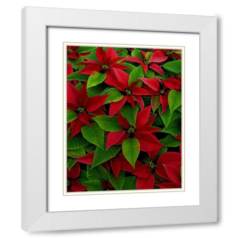USA, Red poinsettia flowers with green leaves White Modern Wood Framed Art Print with Double Matting by Terrill, Steve