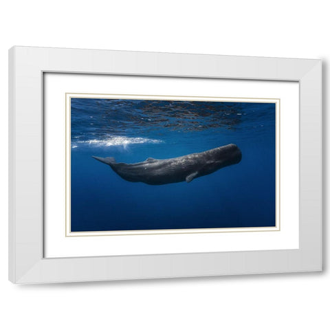 Sperm Whale White Modern Wood Framed Art Print with Double Matting by Gabriel, Barathieu