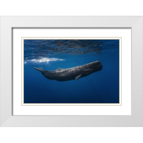 Sperm Whale White Modern Wood Framed Art Print with Double Matting by Gabriel, Barathieu