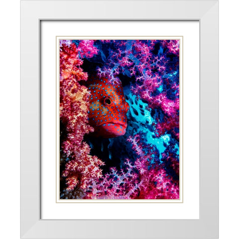 Coral Hind White Modern Wood Framed Art Print with Double Matting by Barchana, Dani