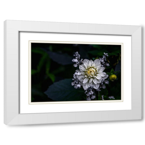Dahlia Flower White Modern Wood Framed Art Print with Double Matting by Olsson, Ronny