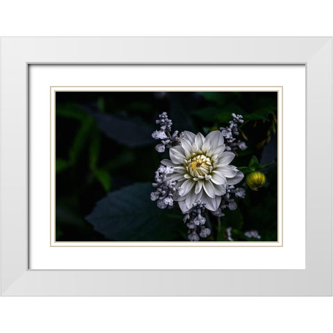 Dahlia Flower White Modern Wood Framed Art Print with Double Matting by Olsson, Ronny