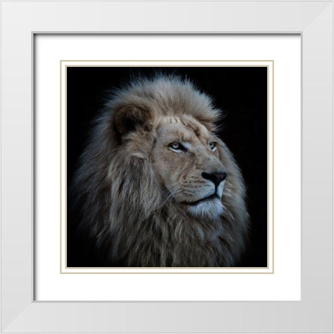 Proud Lion White Modern Wood Framed Art Print with Double Matting by Wolbers, Louise