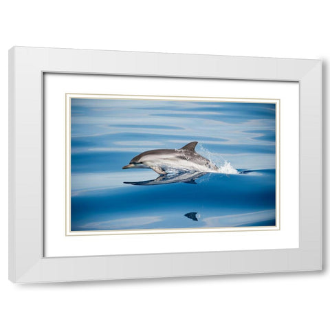 Striped Dolphin White Modern Wood Framed Art Print with Double Matting by Ugo, Mirko