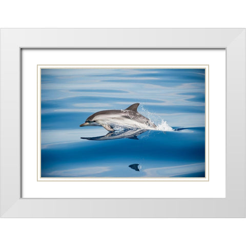 Striped Dolphin White Modern Wood Framed Art Print with Double Matting by Ugo, Mirko