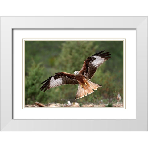 The Wings Of The Red Kite White Modern Wood Framed Art Print with Double Matting by Merino, Nicolas