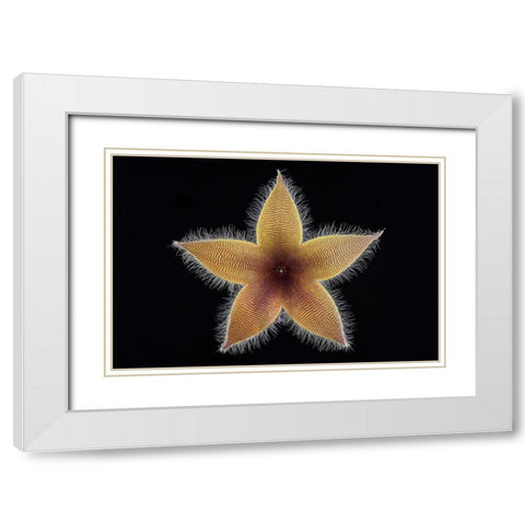 Stapelia Grandiflora White Modern Wood Framed Art Print with Double Matting by Mozqueda, Victor