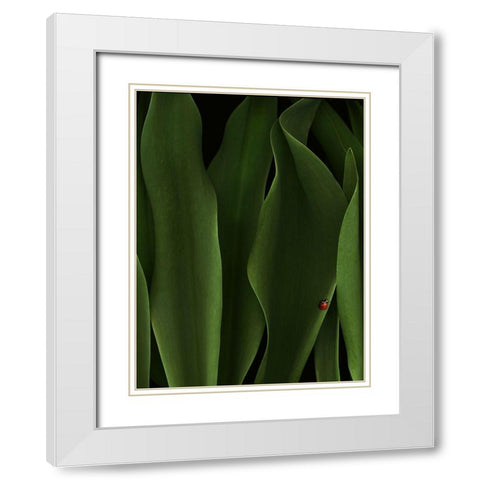 Coccinelle White Modern Wood Framed Art Print with Double Matting by Hummel, Jeffrey