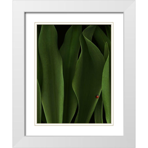 Coccinelle White Modern Wood Framed Art Print with Double Matting by Hummel, Jeffrey