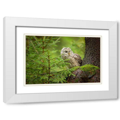 Ural Owl White Modern Wood Framed Art Print with Double Matting by Zygmunt, Milan