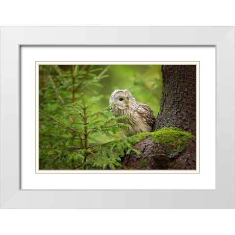Ural Owl White Modern Wood Framed Art Print with Double Matting by Zygmunt, Milan