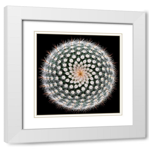 Notocactus Scopa White Modern Wood Framed Art Print with Double Matting by Mozqueda, Victor