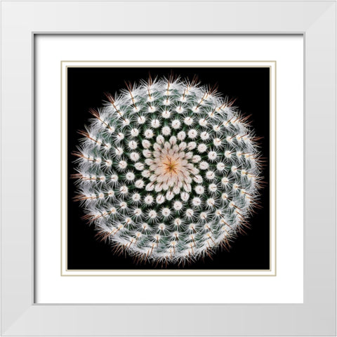 Notocactus Scopa White Modern Wood Framed Art Print with Double Matting by Mozqueda, Victor