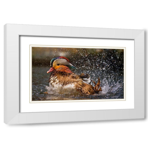 Mandarin Duck White Modern Wood Framed Art Print with Double Matting by Tjandra, C.S.
