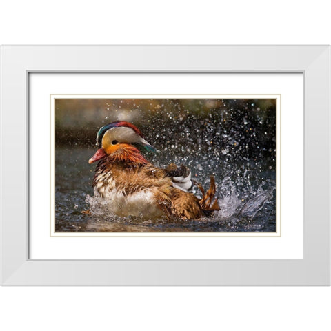 Mandarin Duck White Modern Wood Framed Art Print with Double Matting by Tjandra, C.S.