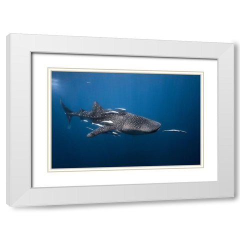 Whale Shark White Modern Wood Framed Art Print with Double Matting by Gabriel, Barathieu