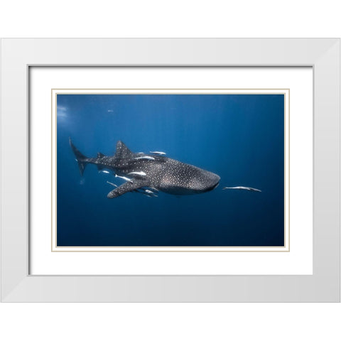 Whale Shark White Modern Wood Framed Art Print with Double Matting by Gabriel, Barathieu