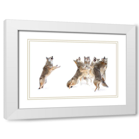 The Choir - Coyotes White Modern Wood Framed Art Print with Double Matting by Cumming, Jim