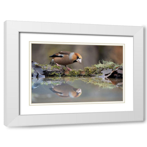 Narcissus White Modern Wood Framed Art Print with Double Matting by Pozzi, Marco