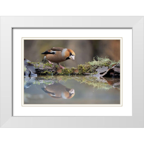 Narcissus White Modern Wood Framed Art Print with Double Matting by Pozzi, Marco