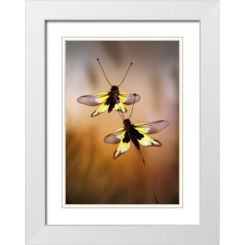Owlflies White Modern Wood Framed Art Print with Double Matting by Hoffman, Jimmy