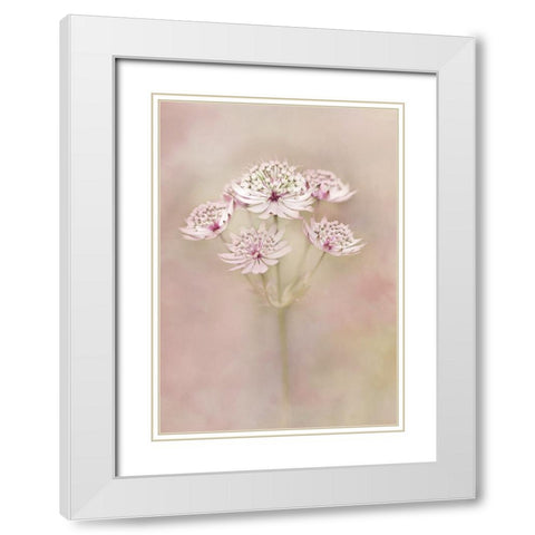 Astrantia White Modern Wood Framed Art Print with Double Matting by van Zaane, Alida