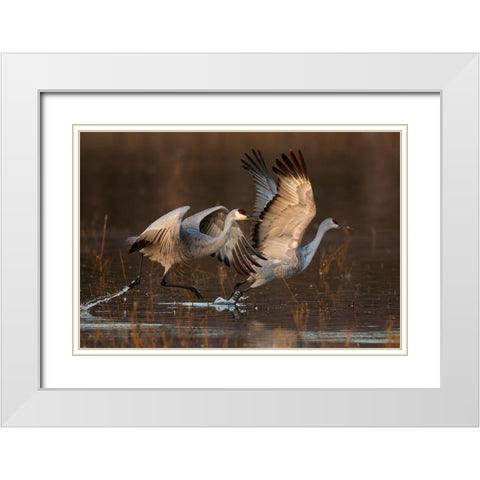 Taking Off At Sunrise White Modern Wood Framed Art Print with Double Matting by Jiang, Mary
