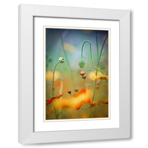 Poppy Field White Modern Wood Framed Art Print with Double Matting by Moore, Steve