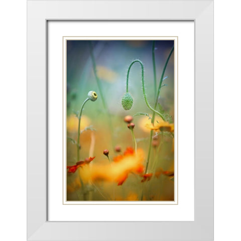 Poppy Field White Modern Wood Framed Art Print with Double Matting by Moore, Steve