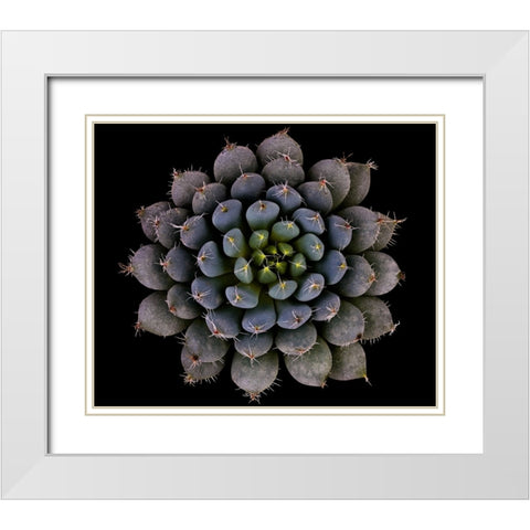 Echeveria Setosa Var. Deminuta White Modern Wood Framed Art Print with Double Matting by Mozqueda, Victor