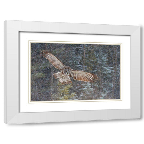 Great Grey Owl In Snowfall White Modern Wood Framed Art Print with Double Matting by Cumming, Jim