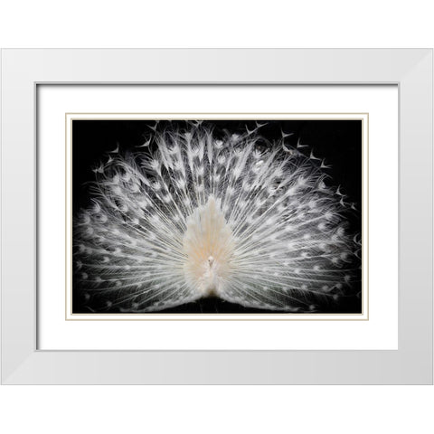 Black And White, White Modern Wood Framed Art Print with Double Matting by Liddi, Pino