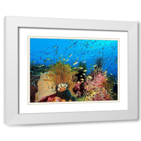 Reef At Cabilao White Modern Wood Framed Art Print with Double Matting by Jager, Henry