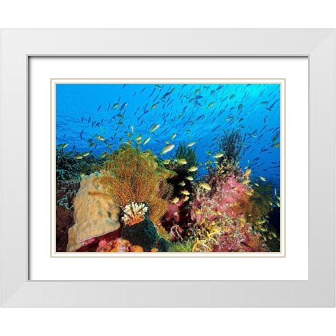 Reef At Cabilao White Modern Wood Framed Art Print with Double Matting by Jager, Henry