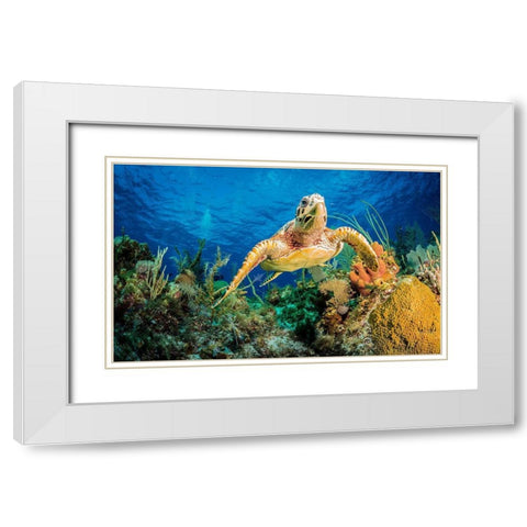Hawksbill Turtle Swimming Through Caribbean Reef White Modern Wood Framed Art Print with Double Matting by Abadschieff, Jan