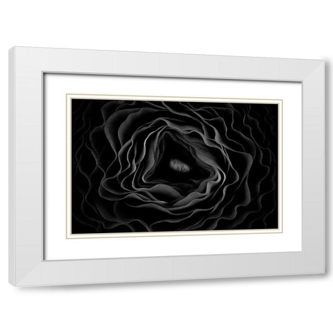 Persian Buttercup White Modern Wood Framed Art Print with Double Matting by Mozqueda, Victor