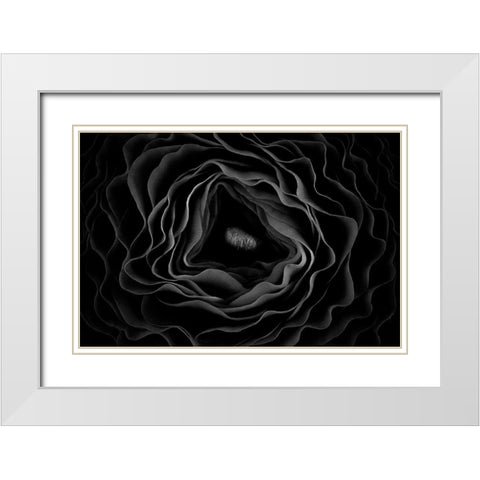 Persian Buttercup White Modern Wood Framed Art Print with Double Matting by Mozqueda, Victor