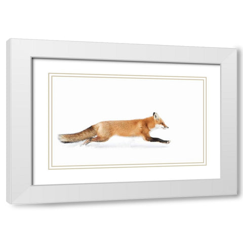 Red Fox On The Run - Algonquin Park White Modern Wood Framed Art Print with Double Matting by Cumming, Jim