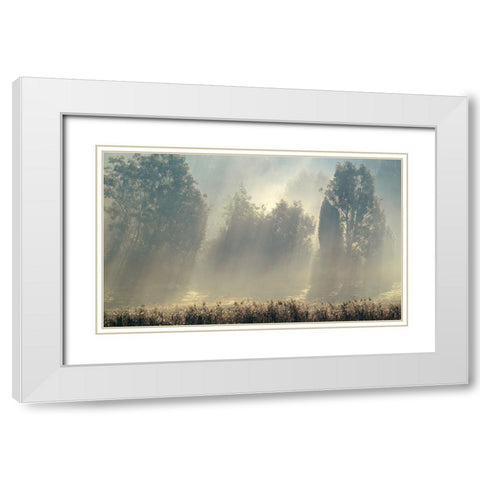 Misty Morning In The Forest. White Modern Wood Framed Art Print with Double Matting by Wallberg, Allan