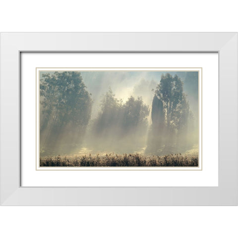 Misty Morning In The Forest. White Modern Wood Framed Art Print with Double Matting by Wallberg, Allan