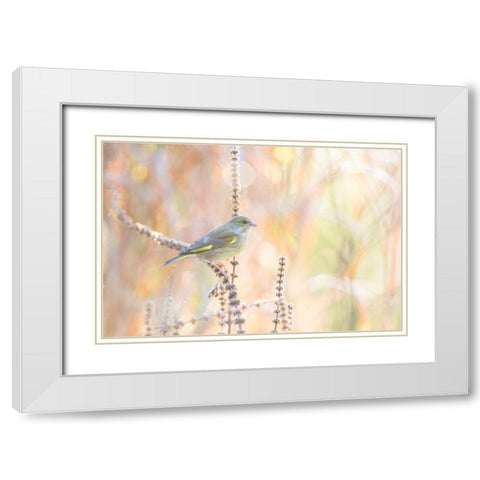 Green Finch White Modern Wood Framed Art Print with Double Matting by Willaert, Erik