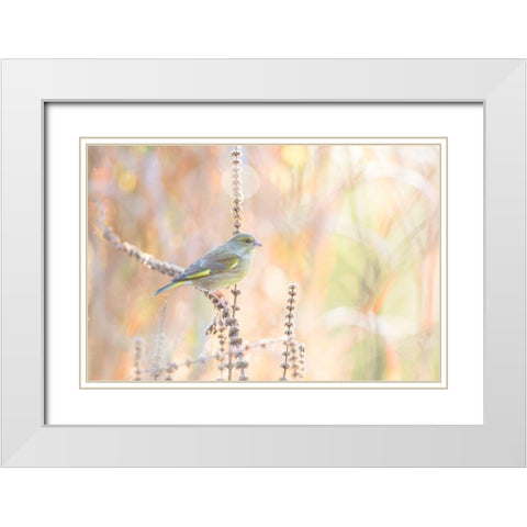 Green Finch White Modern Wood Framed Art Print with Double Matting by Willaert, Erik