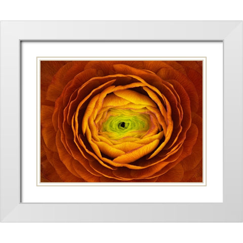 Ranunculus Asiaticus White Modern Wood Framed Art Print with Double Matting by Mozqueda, Victor