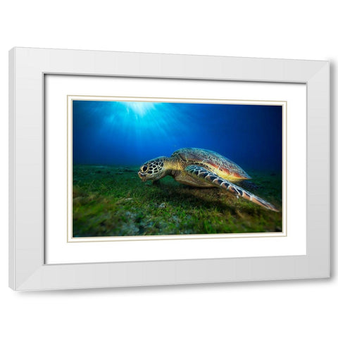 Green Turtle White Modern Wood Framed Art Print with Double Matting by Gabriel, Barathieu