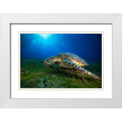Green Turtle White Modern Wood Framed Art Print with Double Matting by Gabriel, Barathieu